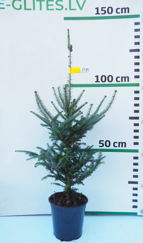 Frēzera baltegle podiņā FP11