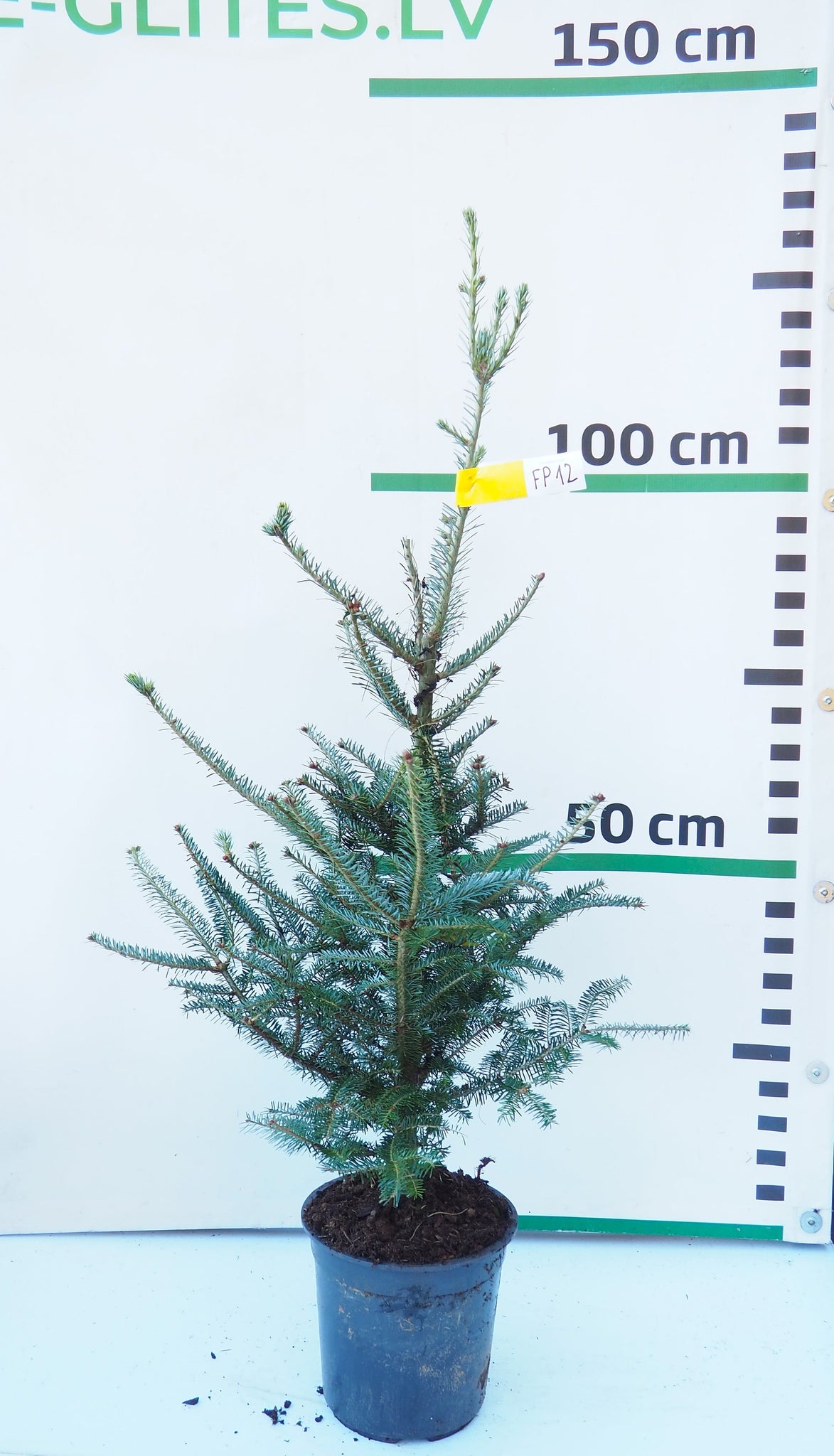 Frēzera baltegle podiņā FP12