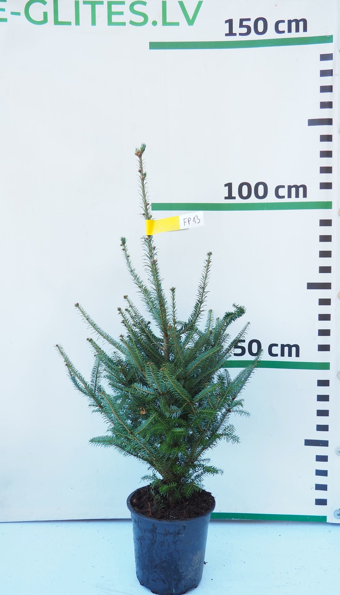 Frēzera baltegle podiņā FP13