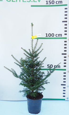 Frēzera baltegle podiņā FP14