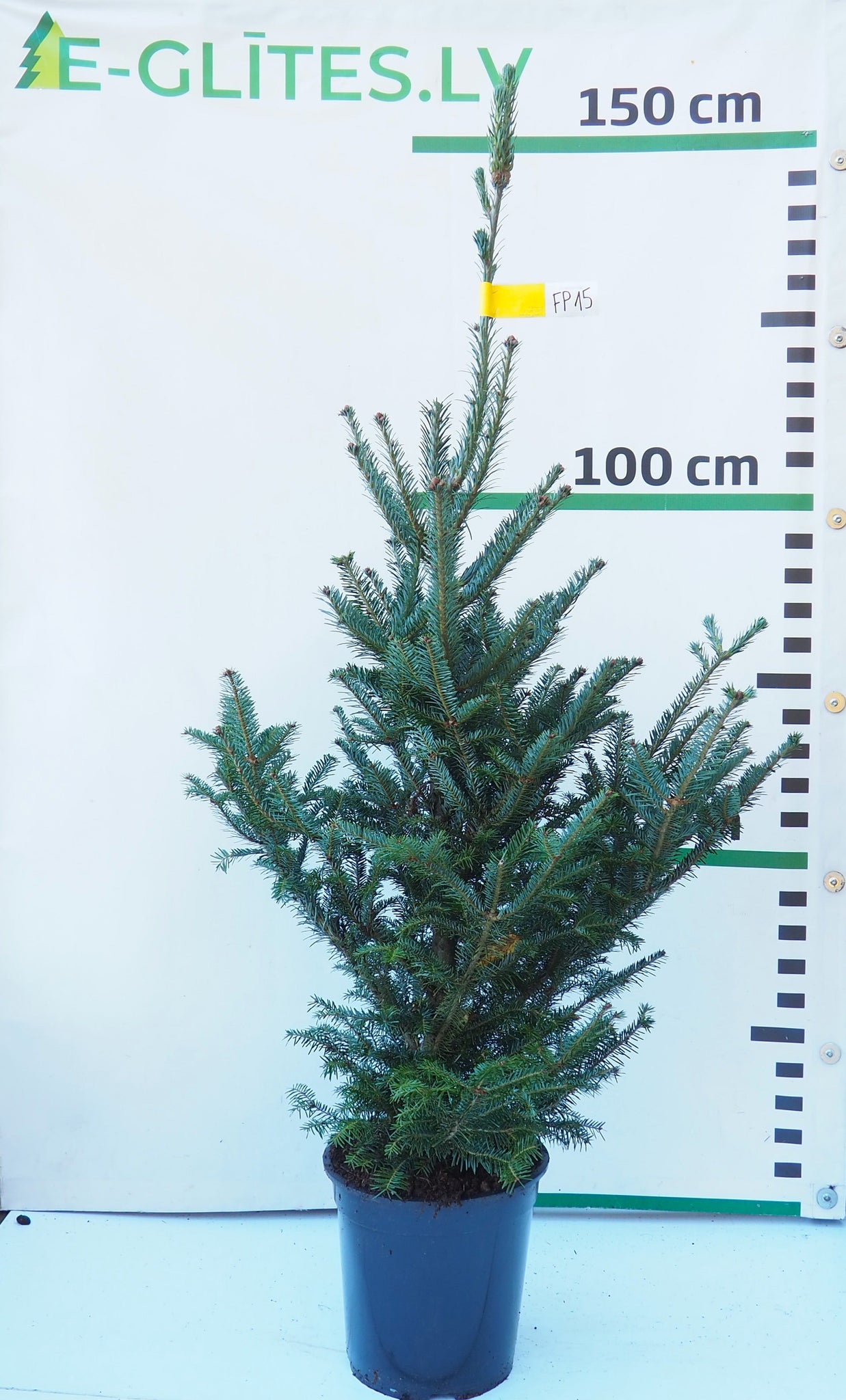 Frēzera baltegle podiņā FP15