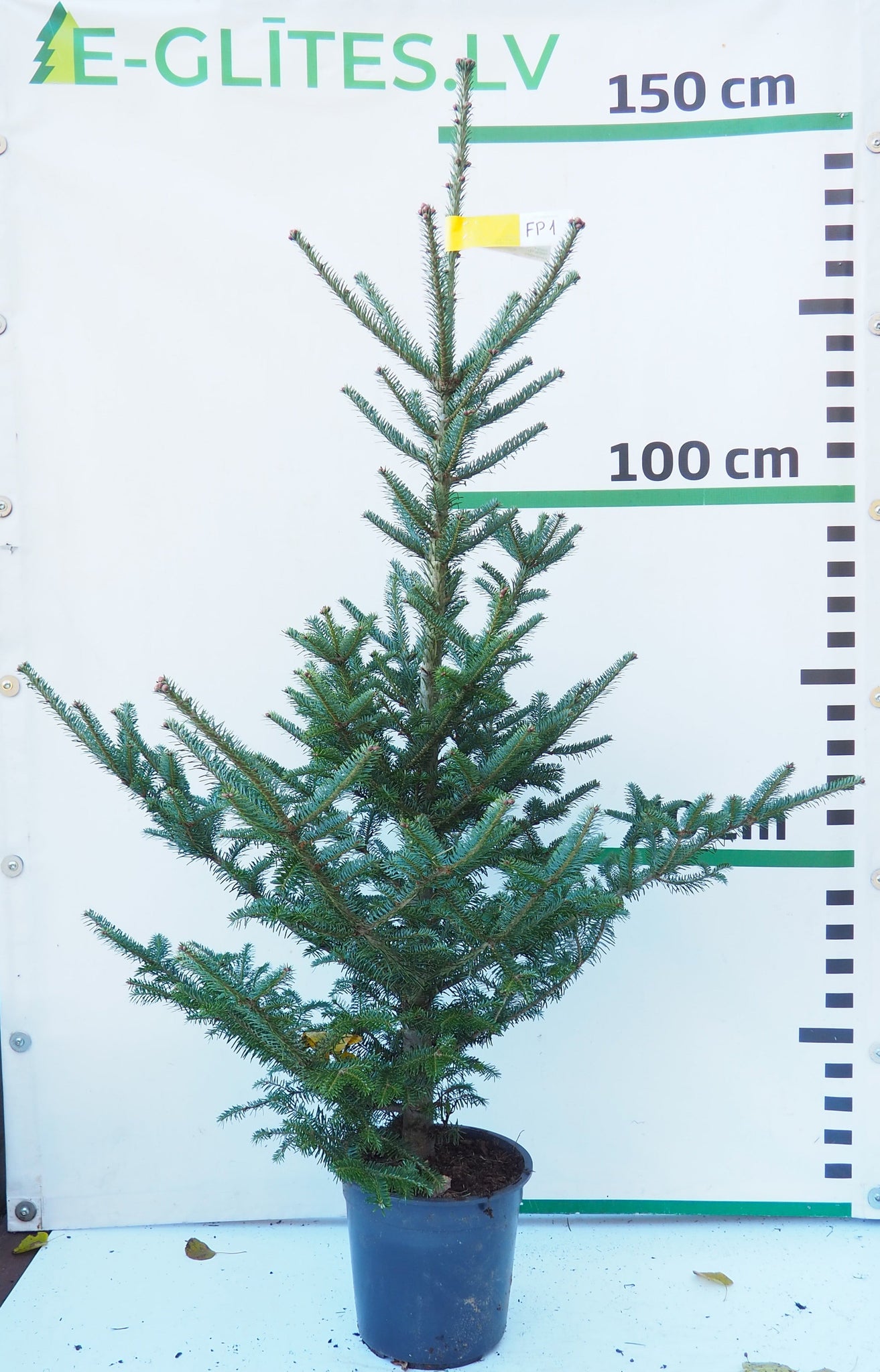 Frēzera baltegle podiņā FP1