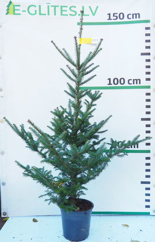 Frēzera baltegle podiņā FP1