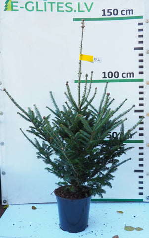 Frēzera baltegle podiņā FP2