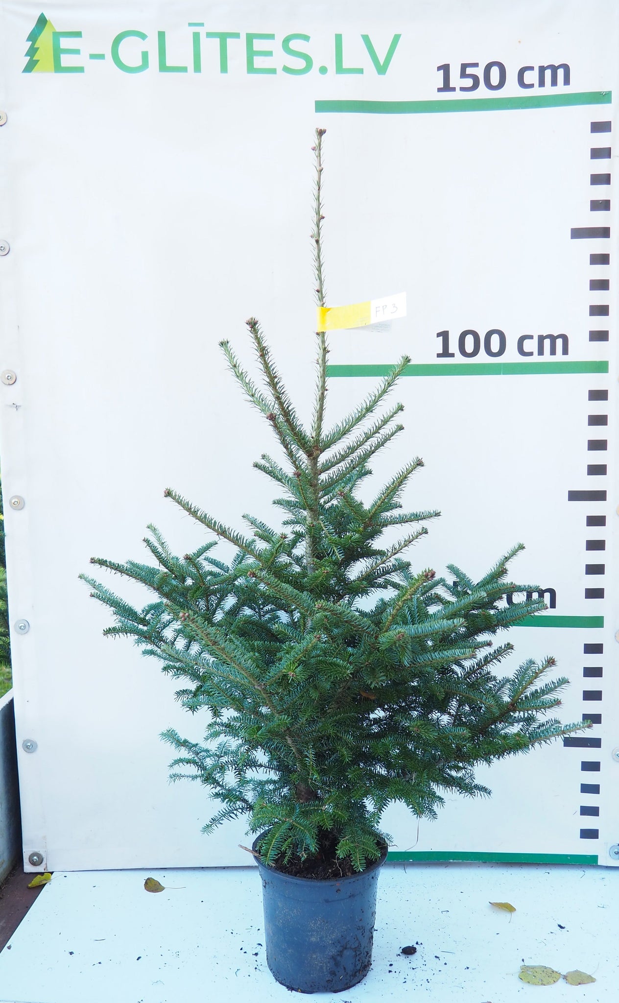 Frēzera baltegle podiņā FP3