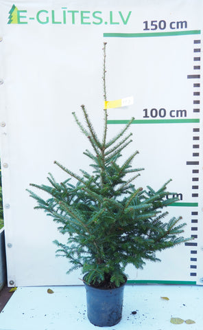 Frēzera baltegle podiņā FP3