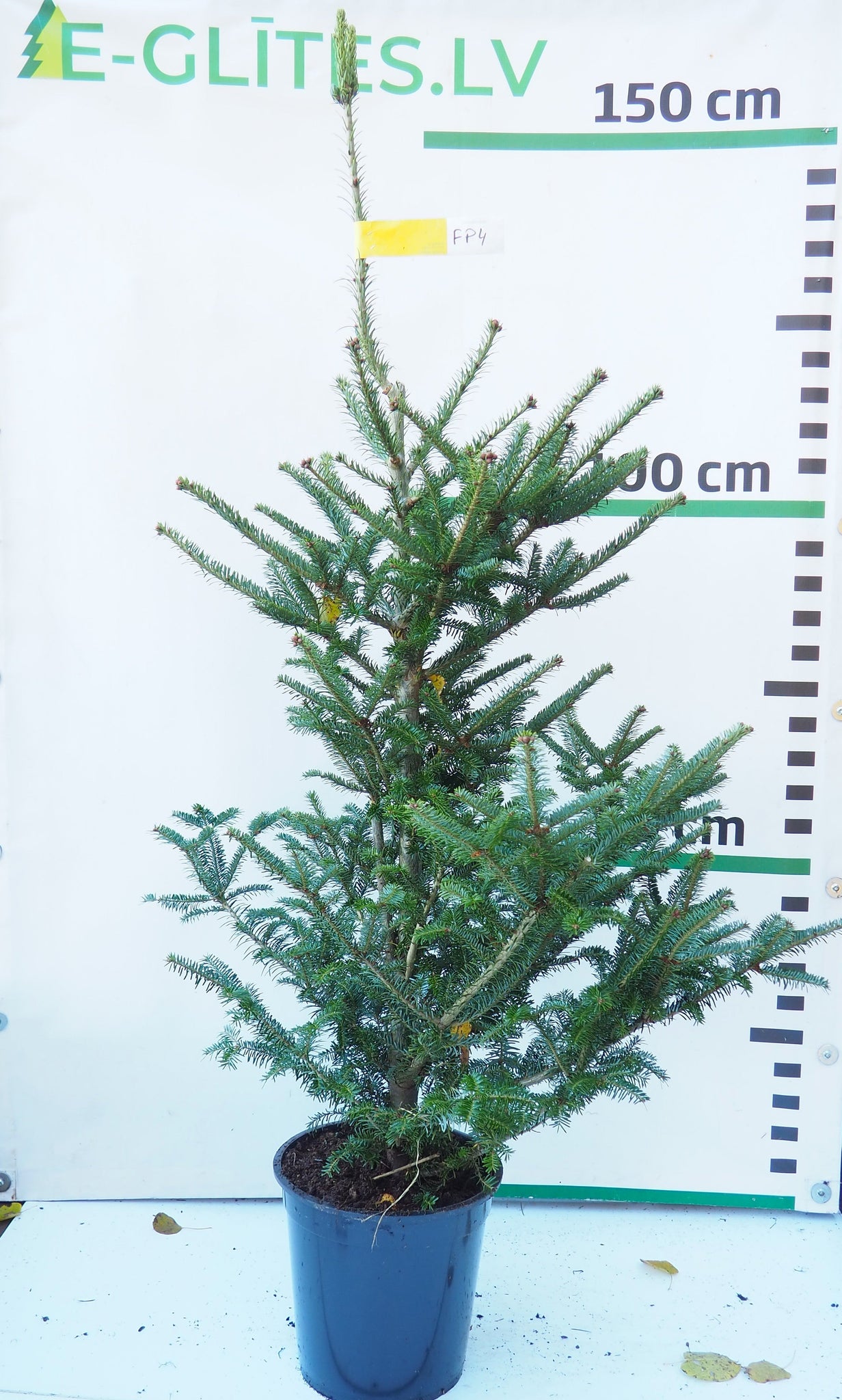 Frēzera baltegle podiņā FP4