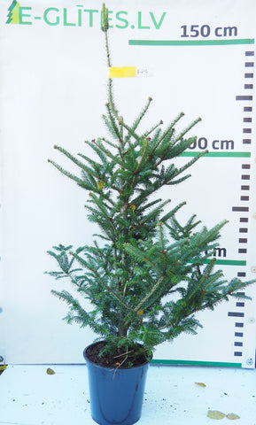 Frēzera baltegle podiņā FP4