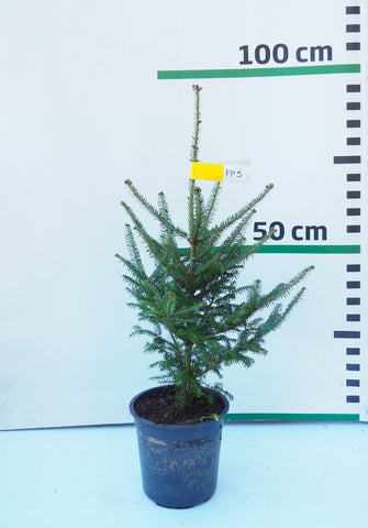 Frēzera baltegle podiņā FP5