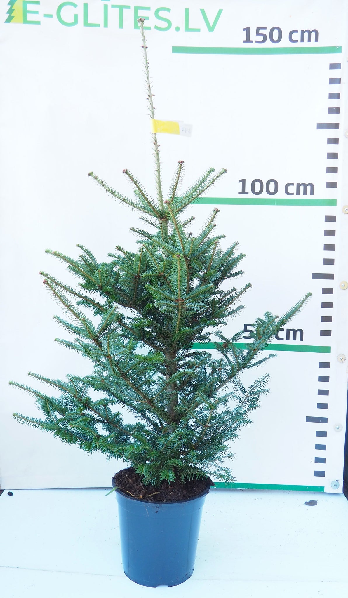 Frēzera baltegle podiņā FP8