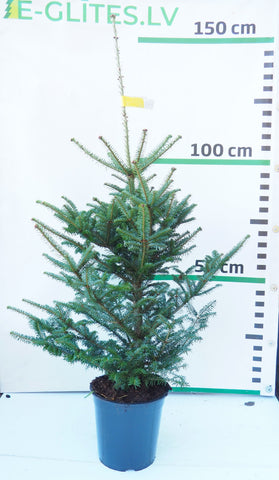 Frēzera baltegle podiņā FP8