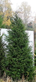 Egle G2, garums 5.00m