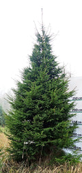 Egle G3, garums 5.50m