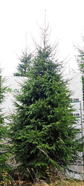 Egle G4, garums 4.50m