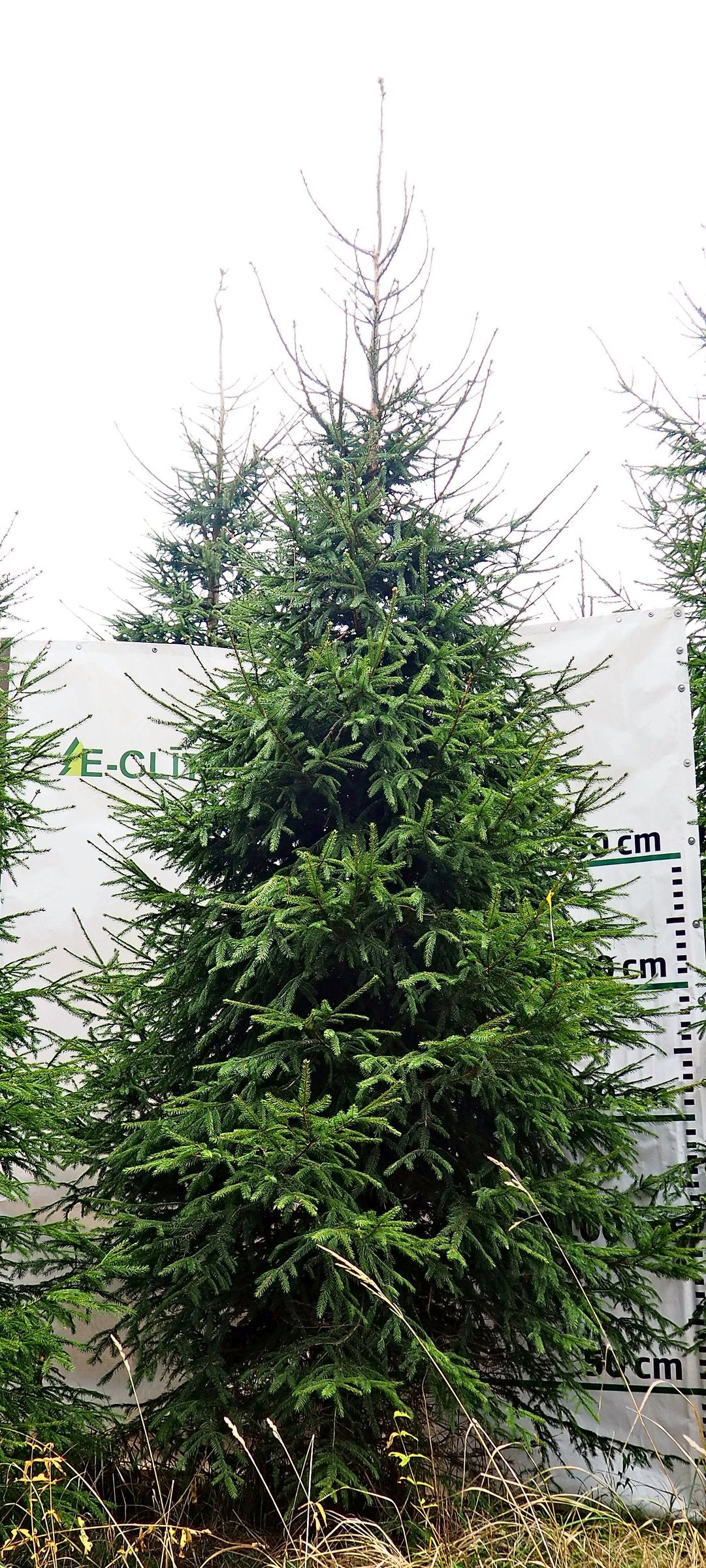 Egle G4, garums 4.50m