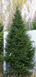 Egle G6, garums 5.50m