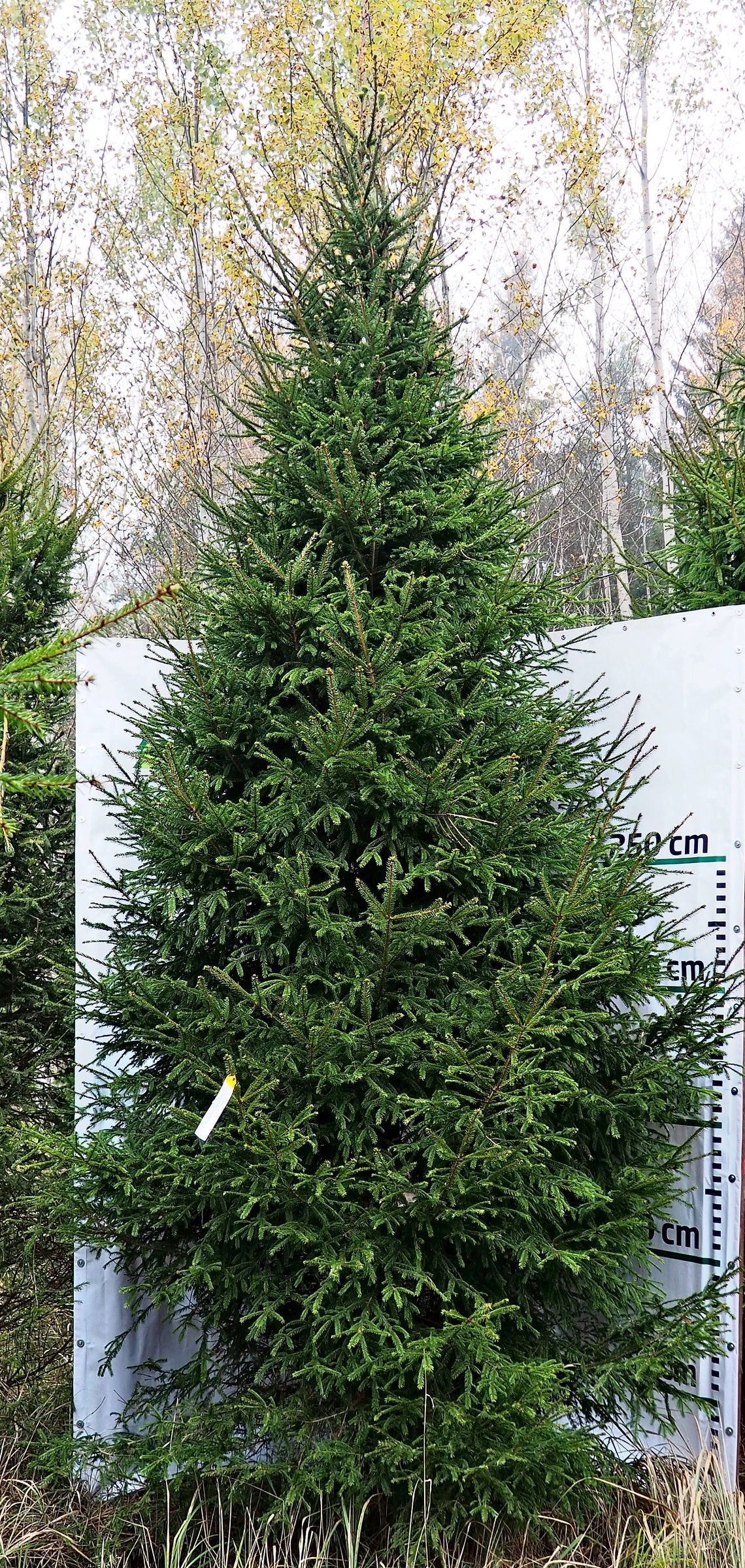 Egle G6, garums 5.50m