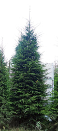 Egle G7, garums 5.50m