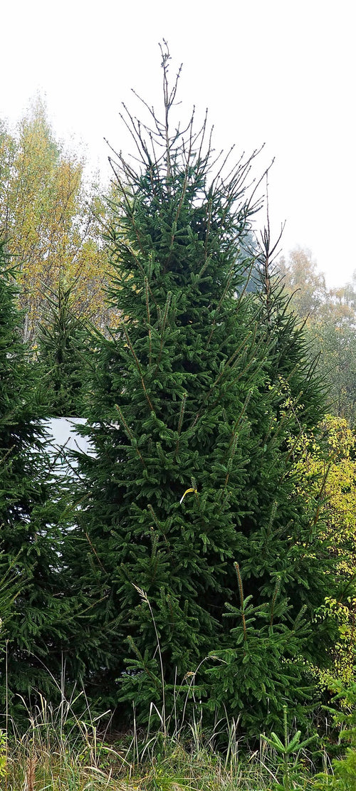 Egle G8, garums 6.50m