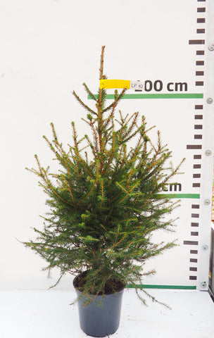 Latvijas egle podiņā LP10