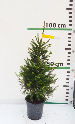 Latvijas egle podiņā LP11