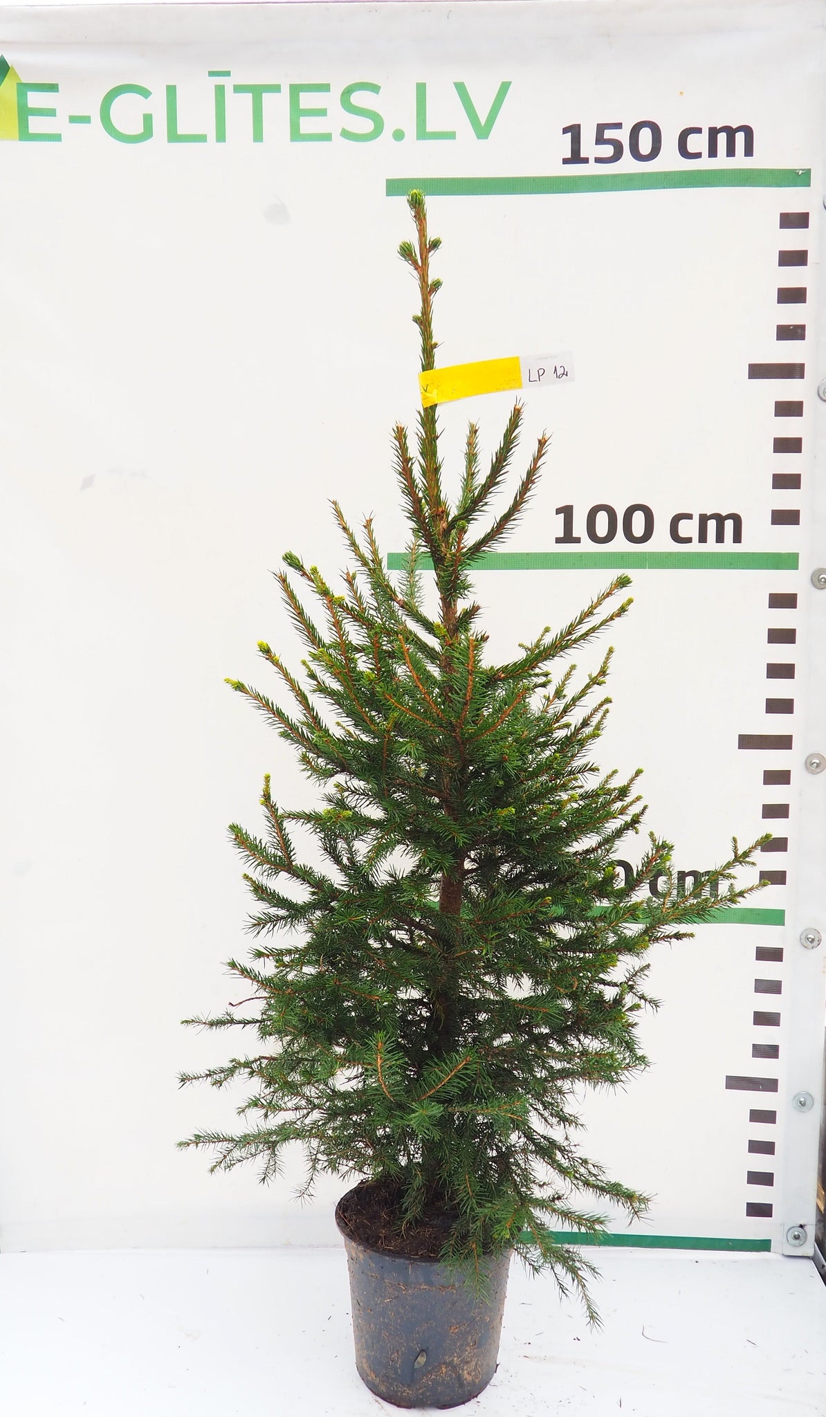 Latvijas egle podiņā LP12