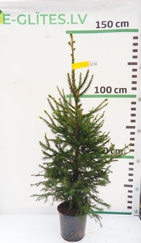 Latvijas egle podiņā LP12