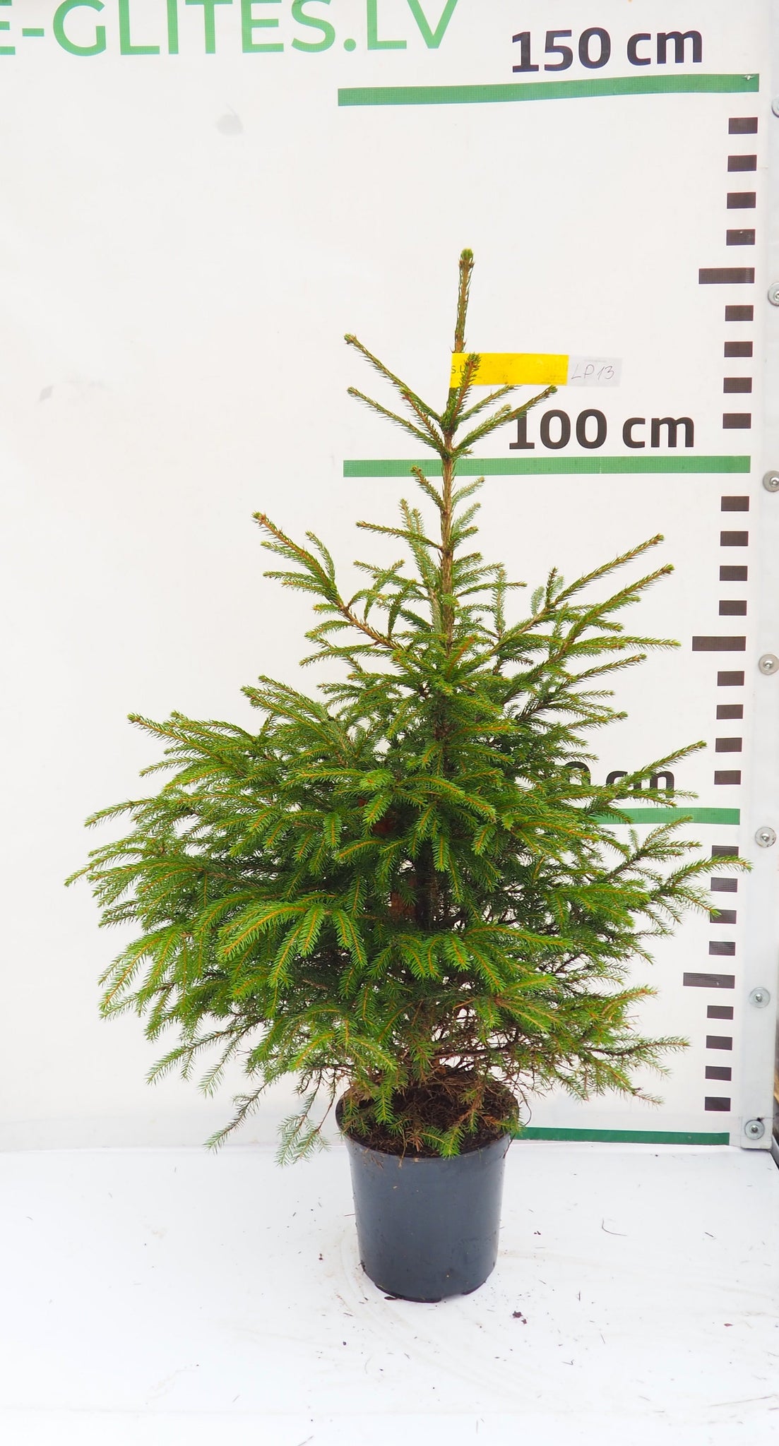 Latvijas egle podiņā LP13