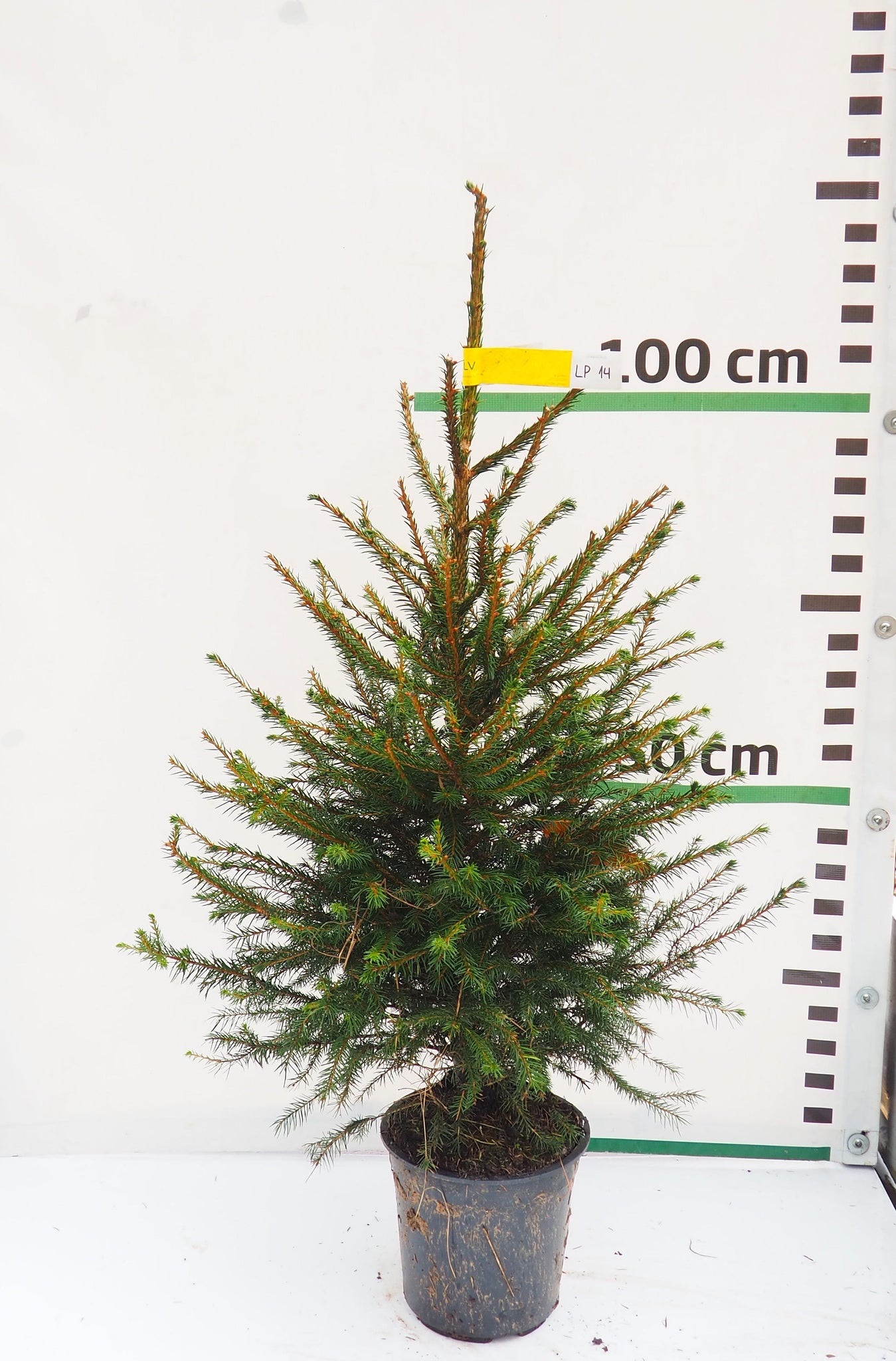 Latvijas egle podiņā LP14