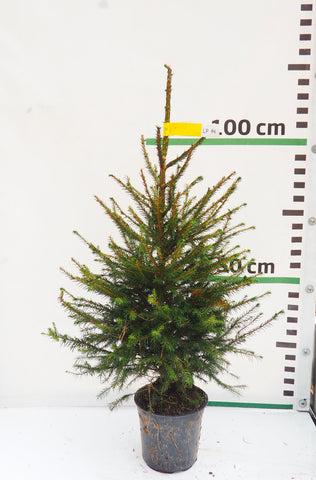 Latvijas egle podiņā LP14