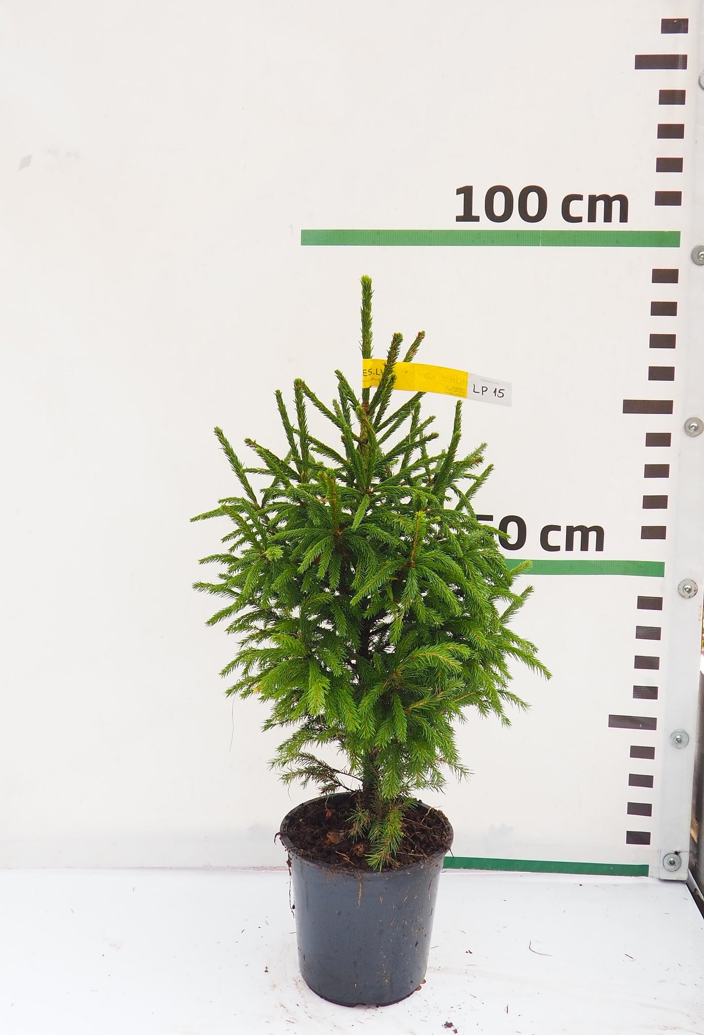 Latvijas egle podiņā LP15