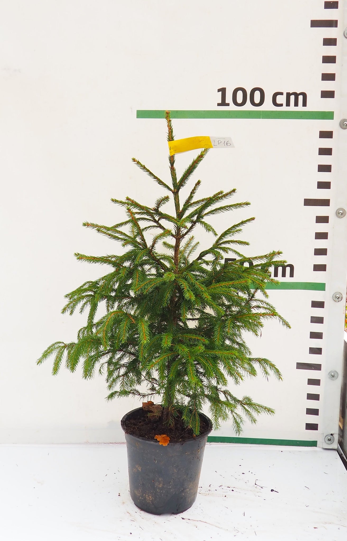 Latvijas egle podiņā LP16