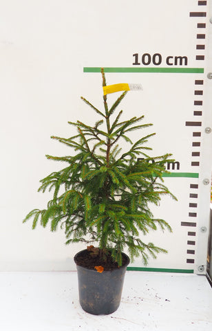 Latvijas egle podiņā LP16