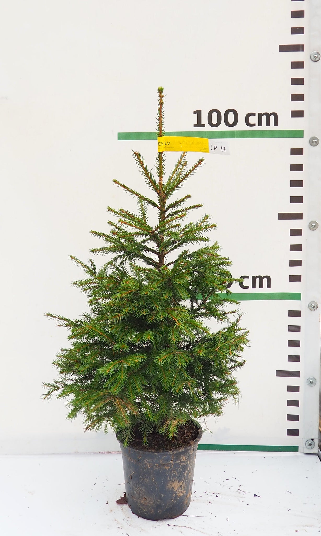 Latvijas egle podiņā LP17