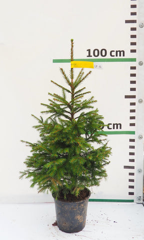 Latvijas egle podiņā LP17