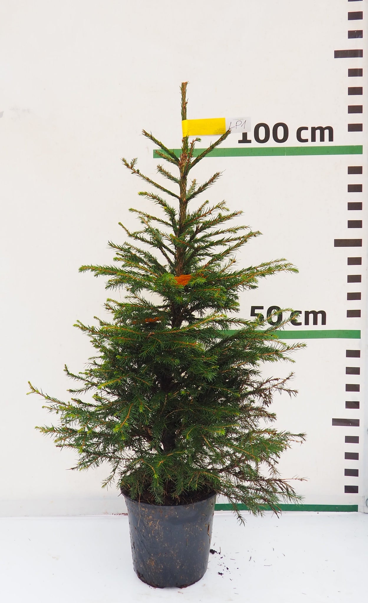 Latvijas egle podiņā LP1