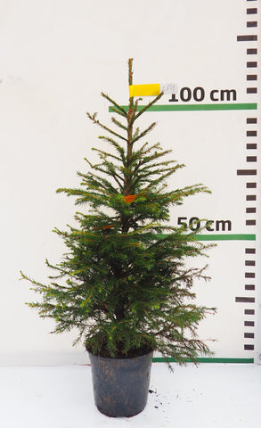 Latvijas egle podiņā LP1