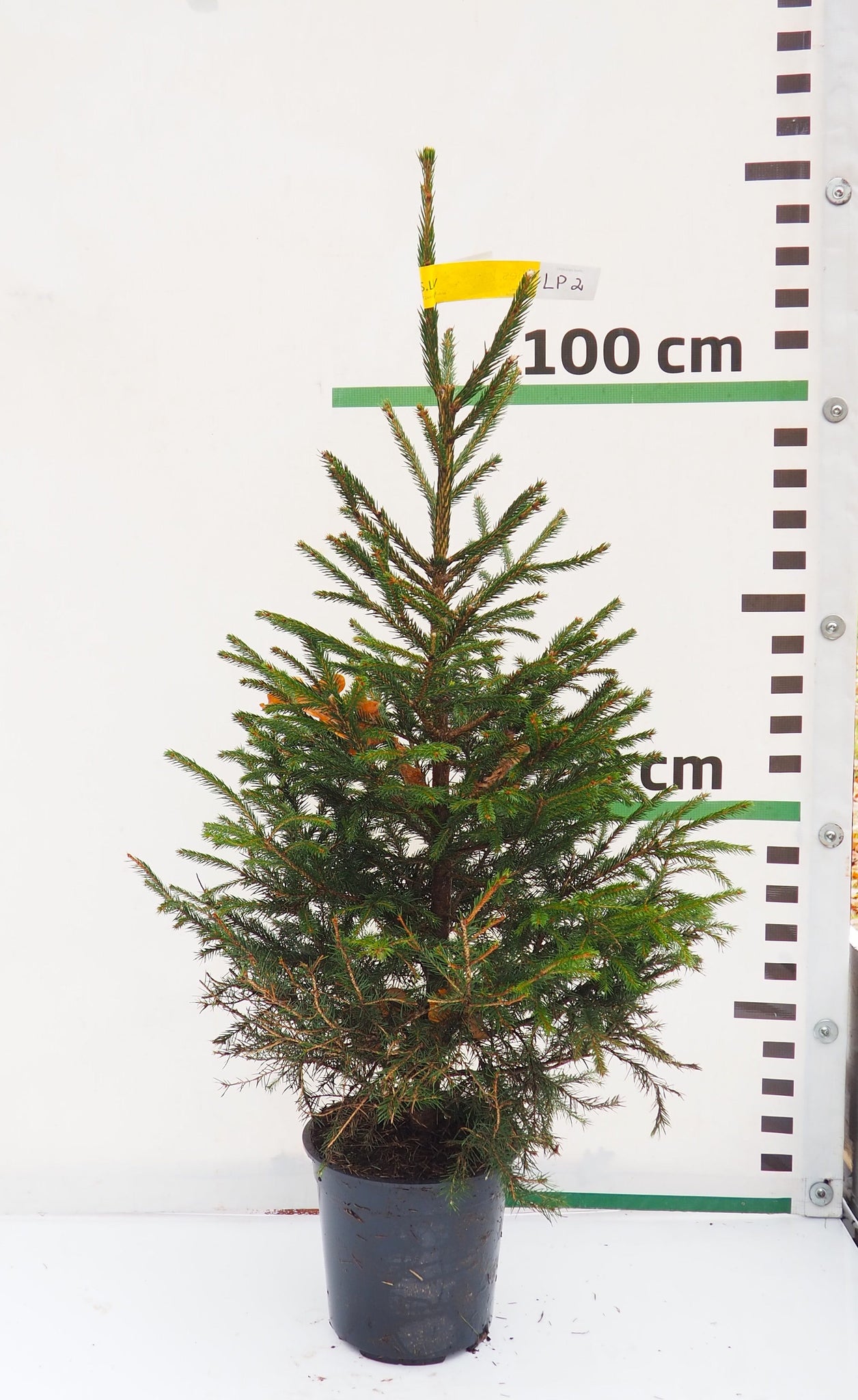 Latvijas egle podiņā LP2