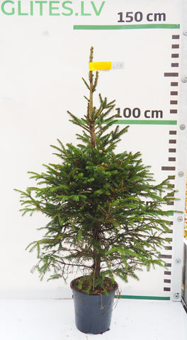 Latvijas egle podiņā LP3