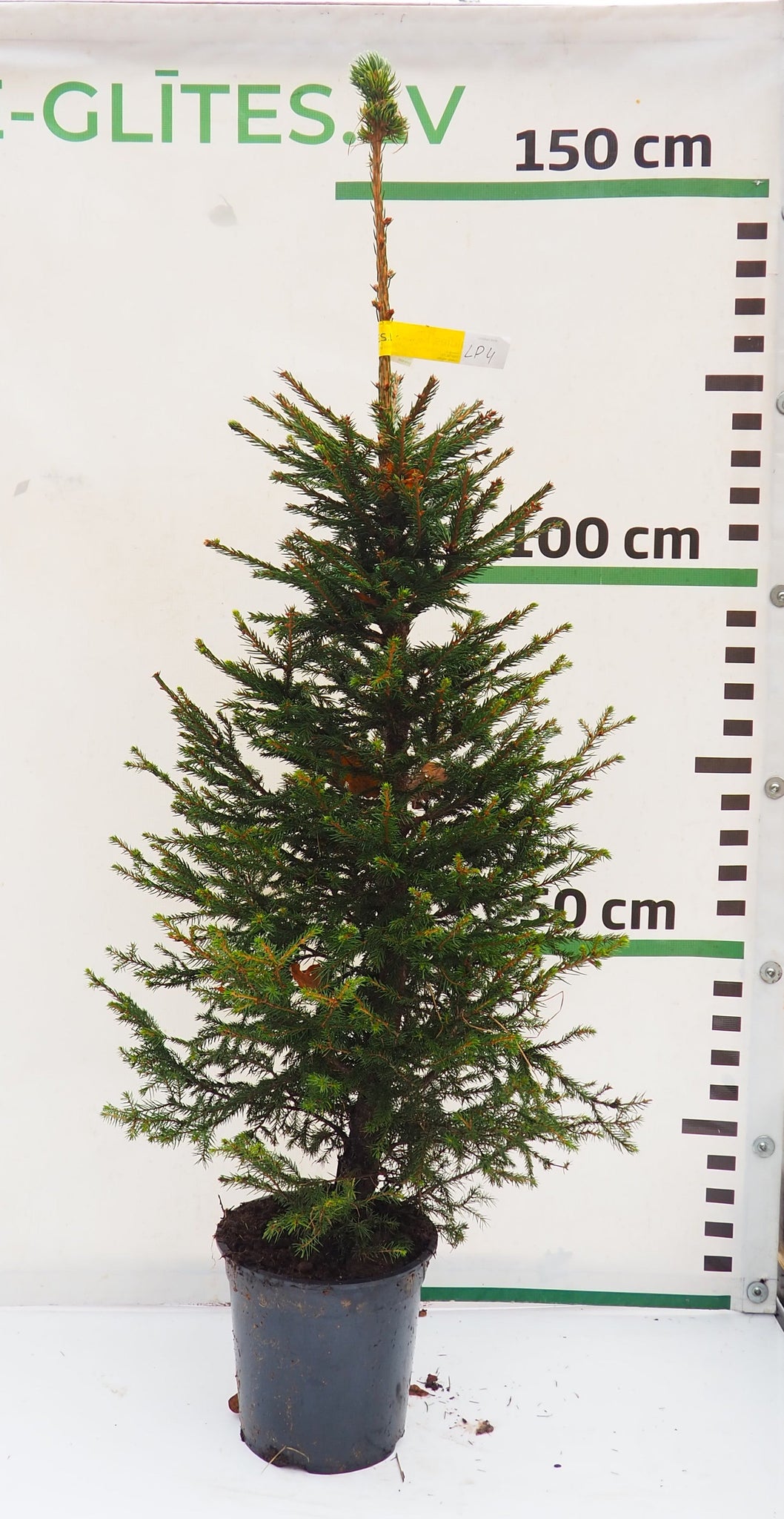 Latvijas egle podiņā LP4