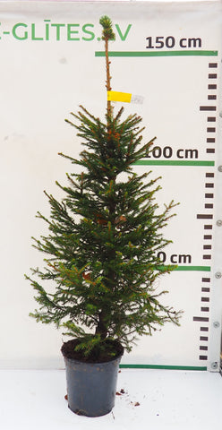 Latvijas egle podiņā LP4