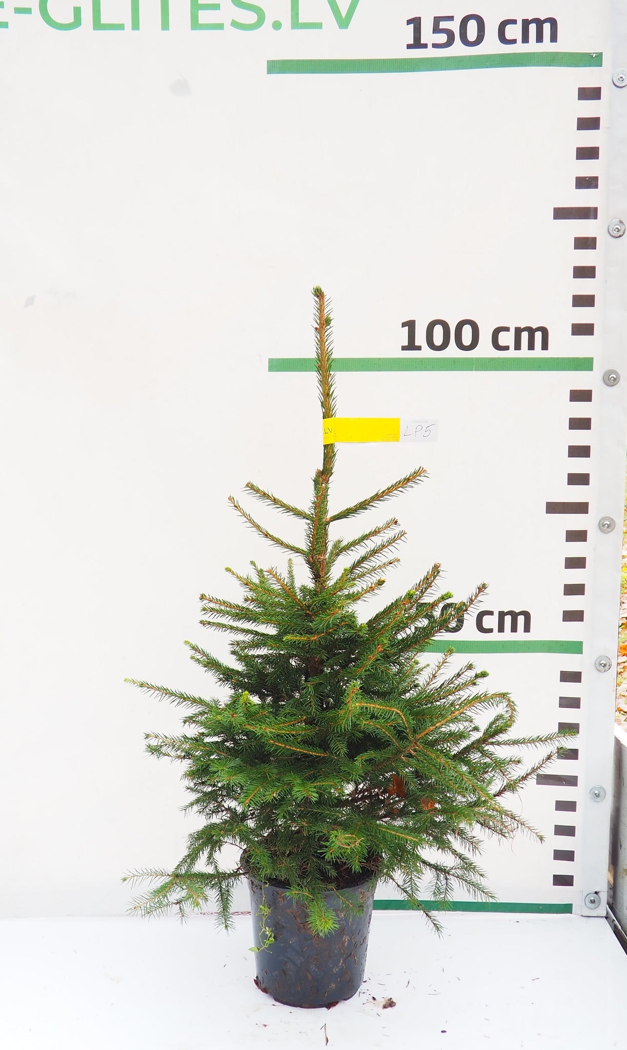 Latvijas egle podiņā LP5