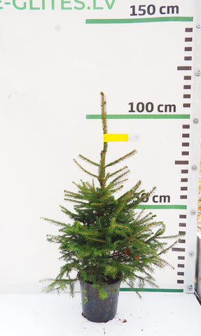 Latvijas egle podiņā LP5