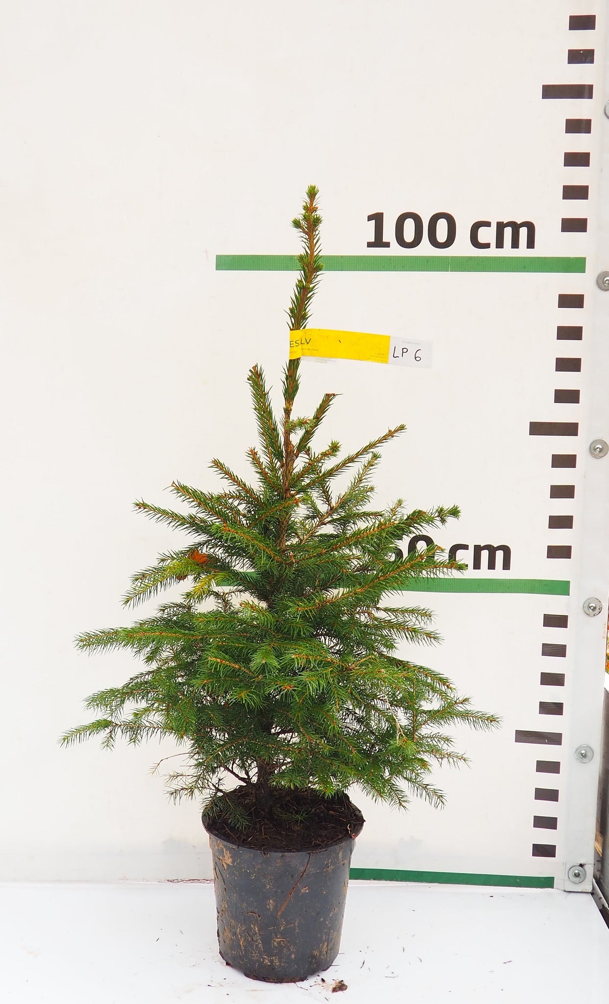 Latvijas egle podiņā LP6