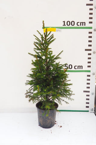 Latvijas egle podiņā LP7