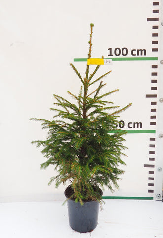 Latvijas egle podiņā LP8