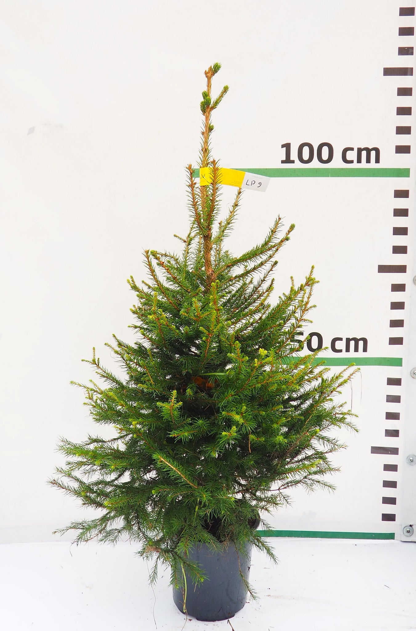 Latvijas egle podiņā LP9