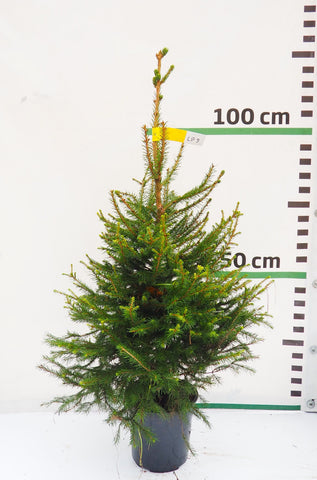 Latvijas egle podiņā LP9