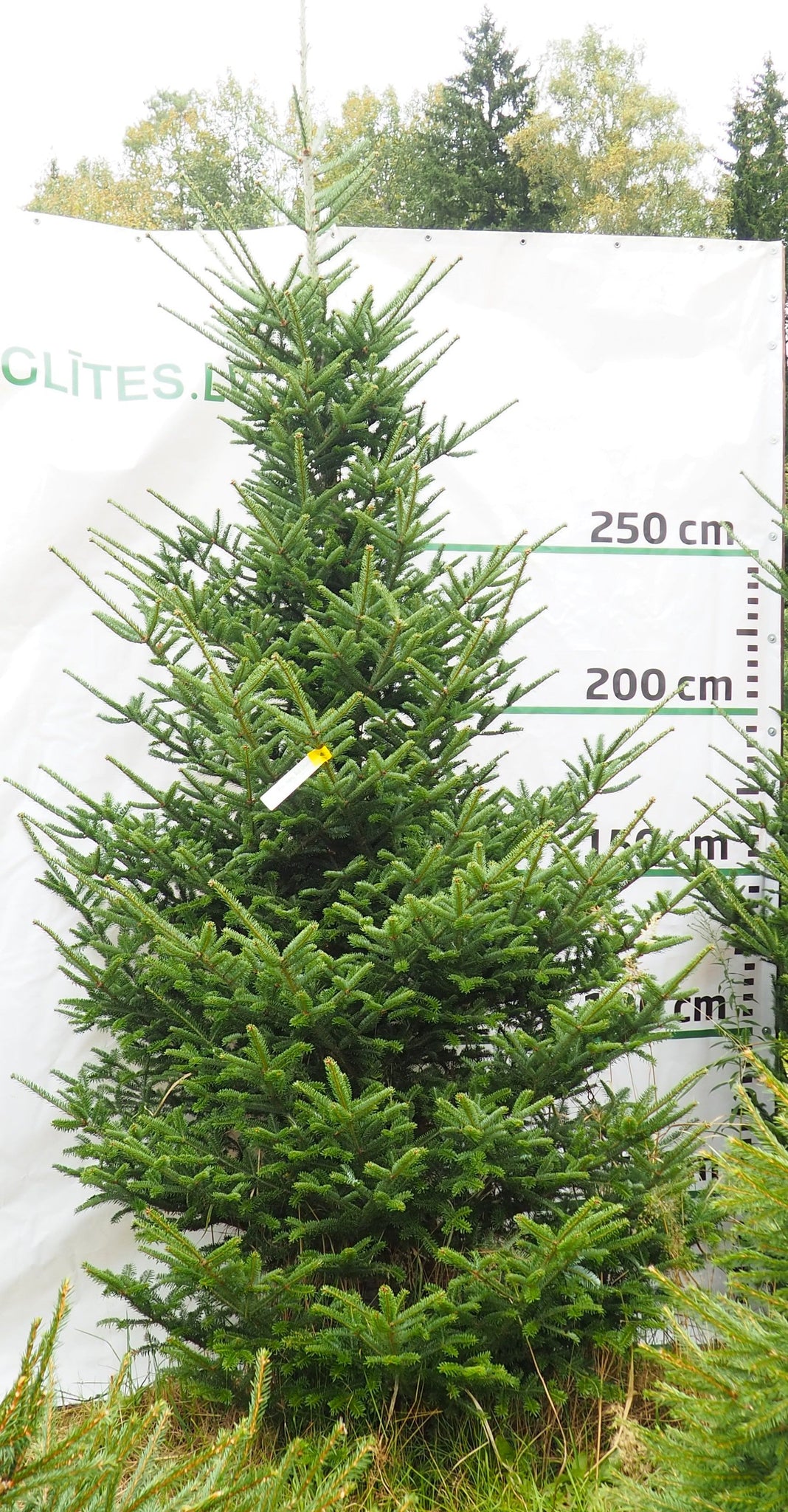 Frēzera baltegle MF1