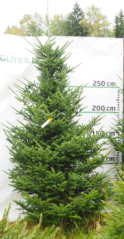 Frēzera baltegle MF1